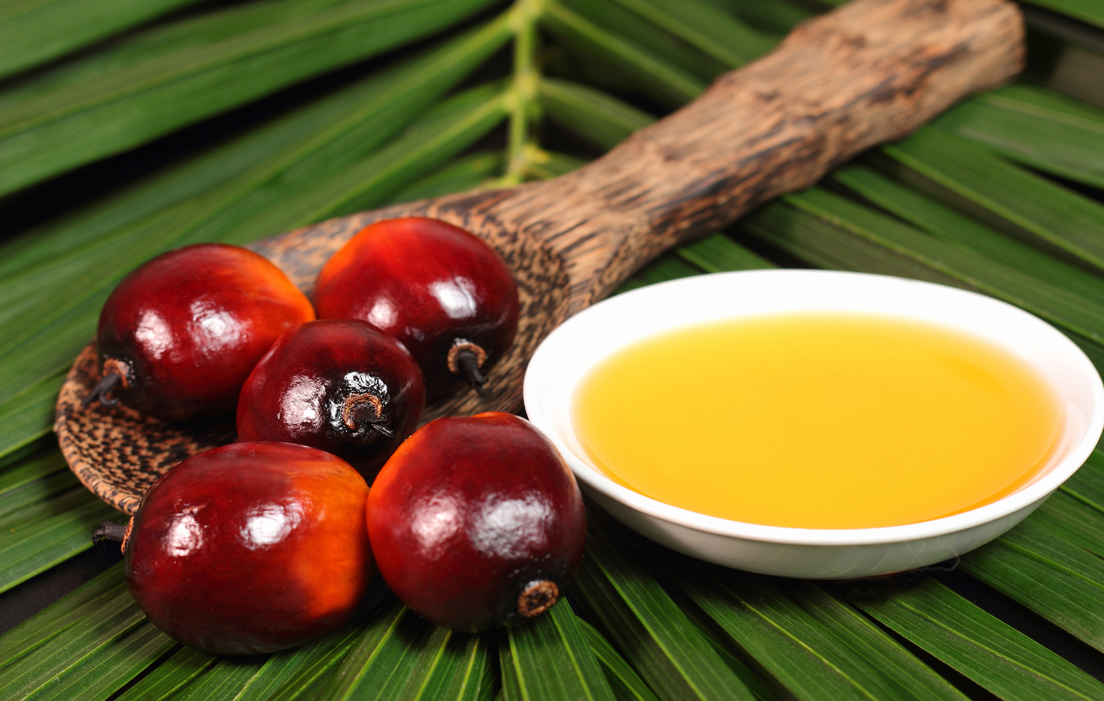 oil-palm-production-in-nigeria-what-you-should-know-afrimash