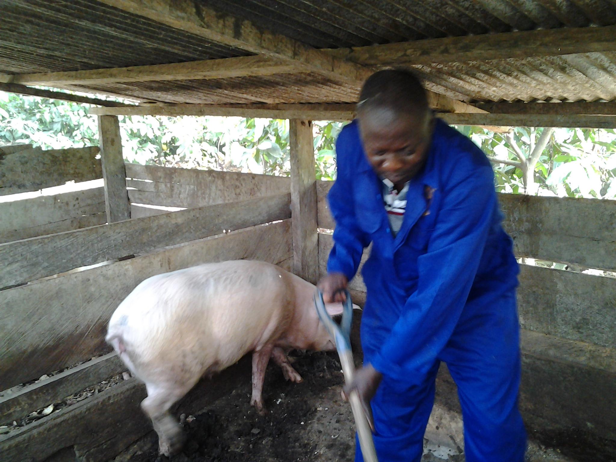 Piggery Farming: How To Build A Lucrative African Business From Scratch